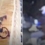자전거 탄 절도범, 마포대교서 투신 시도자 가방 훔쳐 달아나… “어떻게 그걸 훔치나” (영상)