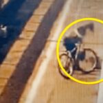 마포대교서 뛰어내리려는 여성 가방 ‘훔쳐’ 도망친 남성… “돈 있을 거라 생각해” (영상)