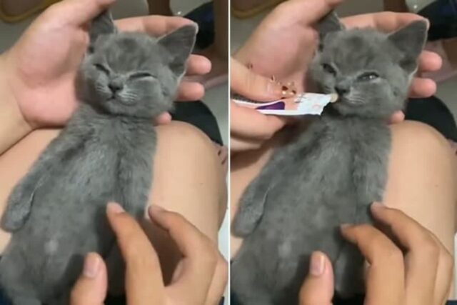 집사 품에 안겨 깊게 잠든 새끼 고양이에게 ‘츄르 간식’ 냄새 맡게 내밀었더니 벌어진 일