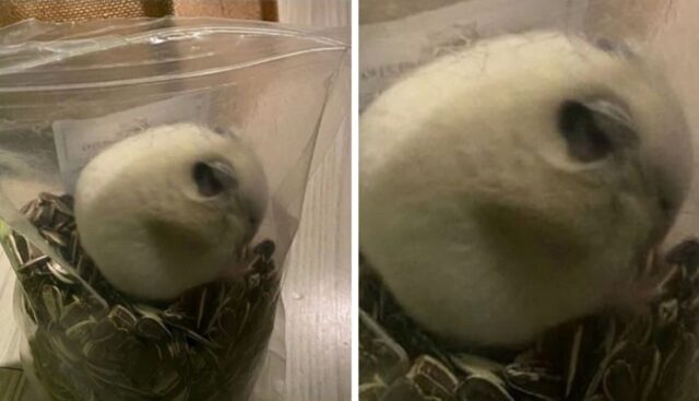 다이어트 시키느라 사료 양 줄였더니 며칠 뒤 갑자기 사라진 햄스터가 발견된 ‘뜻밖의 장소’
