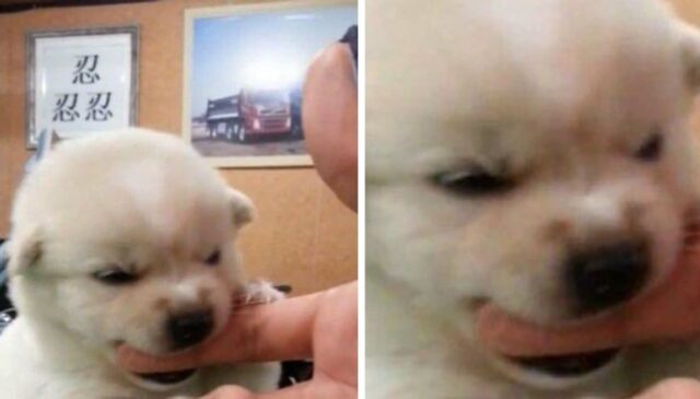 개한테 물렸다가 ‘악’ 소리지른 남편 걱정돼 달려간 아내가 마주한 ‘어이없는 상황’