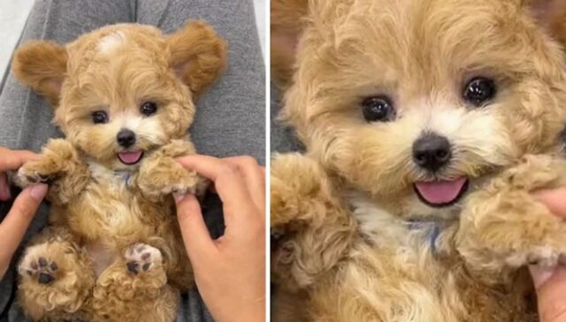 “개 키우지 말라고 화내셨던 아빠가 카톡으로 보낸 이 사진보고 웃으셨어요”