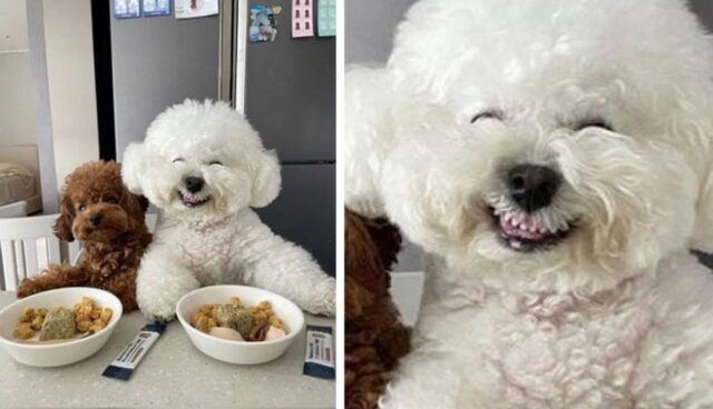 금방 사료 다 먹었는데도 간식까지 준비해줬더니 댕댕이가 실제 보여준 진짜 속마음