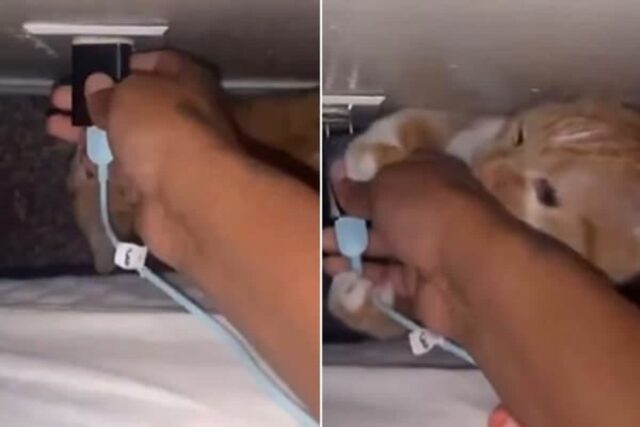 핸드폰 밧데리 닳아서 충전기 꽂으려고 하는데 자꾸 충전 못하게 방해하는 귀요미의 정체