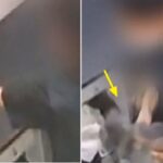 꼬리 흔들며 친근감 표시하는 강아지 집어던져 ‘골절’되게 한 애견미용사의 황당한 변명 (영상)