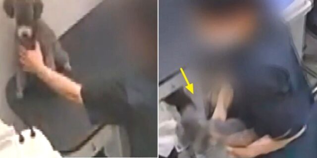 꼬리 흔들며 친근감 표시하는 강아지 집어던져 ‘골절’되게 한 애견미용사의 황당한 변명 (영상)
