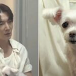 13년 키운 반려견 2주 시한부 선고에 오열한 최진혁… 직접 장례 준비 중