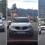 ‘경찰차’ 대기 중인 것도 모르고… 옷 벗어 차창 밖 몸 내밀고 달리는 20대 남성들