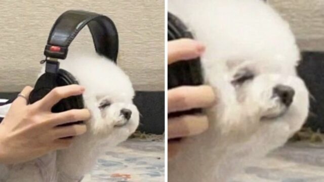 흥분해서 으르렁~ 대던 댕댕이에게 음악 나오는 헤드셋 씌워줬더니 ‘충격적인 반전 반응’