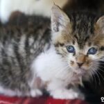 “부동산 투자 실패로 스트레스 풀려고”… 새끼 고양이 21마리 죽인 20대
