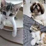 새로 생긴 ‘쪼꼬미’ 고양이 동생 위해 썰매 끌어주는 강아지 오빠
