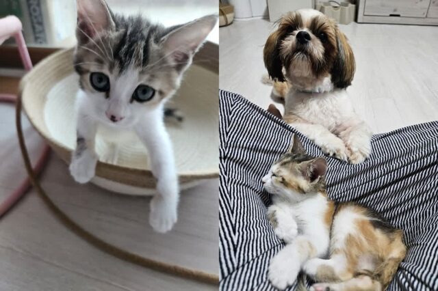 새로 생긴 ‘쪼꼬미’ 고양이 동생 위해 썰매 끌어주는 강아지 오빠