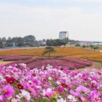 올 가을 인생샷 한 장? 서울 근교 코스모스 명소 3 #가볼만한곳
