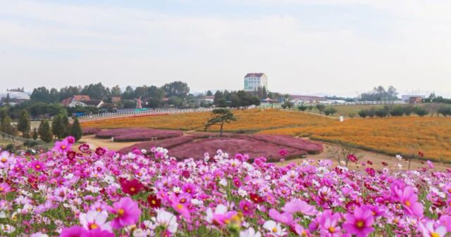 올 가을 인생샷 한 장? 서울 근교 코스모스 명소 3 #가볼만한곳