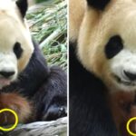 두 손 모으고 서서 인사 반복하더니 침까지 질질 흘리는 건강 이상 증상 보이는 푸바오 (영상)