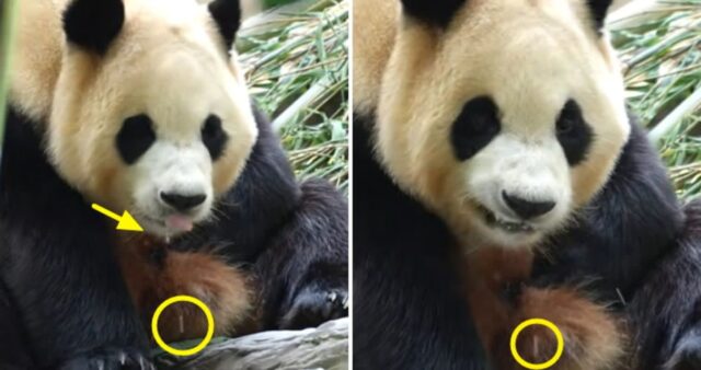 두 손 모으고 서서 인사 반복하더니 침까지 질질 흘리는 건강 이상 증상 보이는 푸바오 (영상)