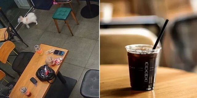 강아지 데리고 무인카페 찾은 손님들… CCTV 영상 속 ‘이 행동’에 사장님 ‘경악’