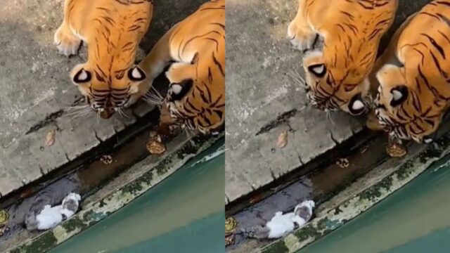 호랑이 집에서 발견된 새끼 고양이..잡아먹힐까 ‘조마조마’