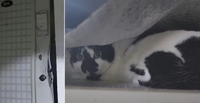 갑자기 쓰러져 119 실려 간 주인… 현관문 열렸는데도 끝까지 집에 남아 기다린 고양이