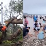 군인들은 태풍 피해복구하고 있는데…파도에 쓸려온 조개 줍느라 정신없는 주민들 (영상)
