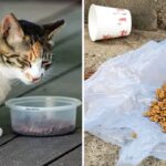 편의점 앞 길냥이 급식소 생겨… 분노한 점주가 캣맘 집앞에 똑같이 복수하자 일어난 일