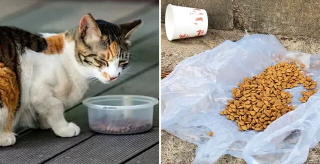 편의점 앞 길냥이 급식소 생겨… 분노한 점주가 캣맘 집앞에 똑같이 복수하자 일어난 일
