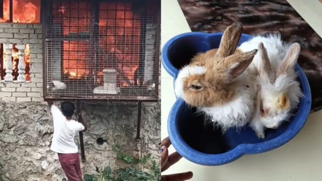 ‘불 난 집’에 고립된 토끼들 살리려고 벽 올라간 남성..’진정한 영웅’