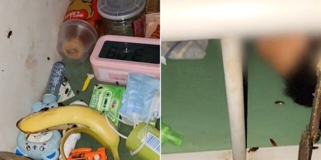 “동료 직원 몸 위로 기어다녀”… 회사에 들끓는 ‘바퀴벌레’ 보고 1시간 만에 퇴사한 신입 (영상)