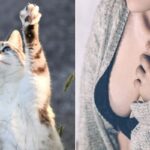 “고양이가 가슴만 보면 달려들어요”… ‘19금 고민’ 하던 여성이 병원에서 눈물 흘린 사연