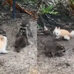 숲에서 새로운 친구들을 만난 치와와의 귀여운 반응 ‘우리 같이 놀자!’