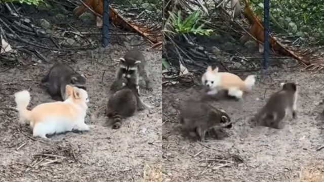 숲에서 새로운 친구들을 만난 치와와의 귀여운 반응 ‘우리 같이 놀자!’