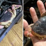 “반려게 가출한 줄 알았는데… 3년 뒤 컴퓨터 본체 안에서 구워진 채 발견했습니다”