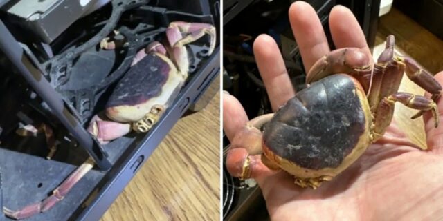 “반려게 가출한 줄 알았는데… 3년 뒤 컴퓨터 본체 안에서 구워진 채 발견했습니다”