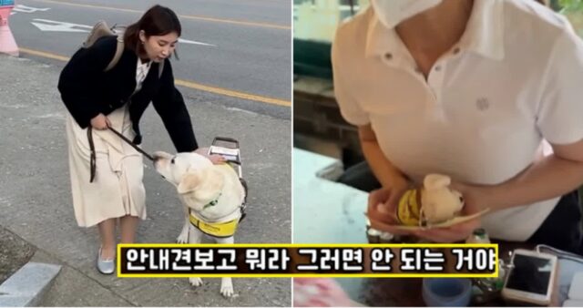 “안내견 들어온다!”… 서울 기사식당 사장님이 시각장애인 보고 쩌렁쩌렁 소리친 반전 이유 (영상)