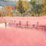 “팔만대장경을 찾아서” 가야산의 정기, 핑크뮬리와 함께하는 합천 가볼 만한 곳 TOP5