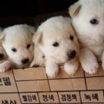 “추석에 할머니댁에 간 아이들이 댕댕이들과 헤어지기 싫다고 펑펑 울었어요”