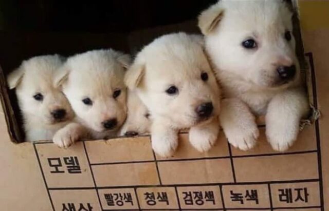 “추석에 할머니댁에 간 아이들이 댕댕이들과 헤어지기 싫다고 펑펑 울었어요”