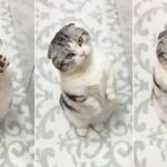 “안아달라는 고양이 단칼에 거절했다가 표정보고 무서워서 오줌 쌀 뻔했어요”