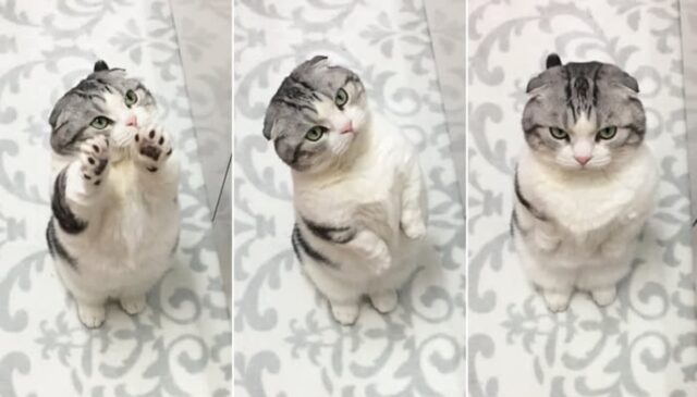 “안아달라는 고양이 단칼에 거절했다가 표정보고 무서워서 오줌 쌀 뻔했어요”