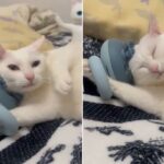 마사지 기계가 마음에 쏙 드는지 앞발로 꽉 붙잡은 채로 얼굴 마사지 중인 고양이