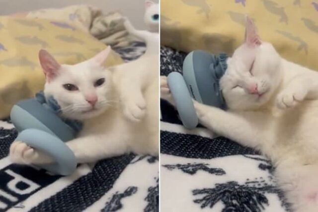 마사지 기계가 마음에 쏙 드는지 앞발로 꽉 붙잡은 채로 얼굴 마사지 중인 고양이