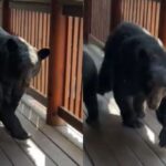 현관에 침입한 곰 가족과 마주쳤더니…무섭게 달려든 어미곰