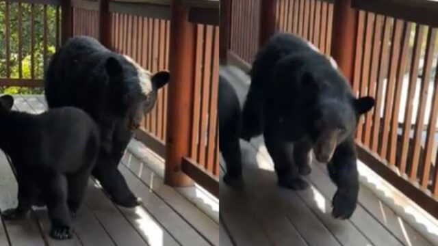 현관에 침입한 곰 가족과 마주쳤더니…무섭게 달려든 어미곰