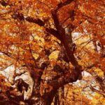 가을 정취 물씬…서울 근교 당일치기 단풍 명소 4