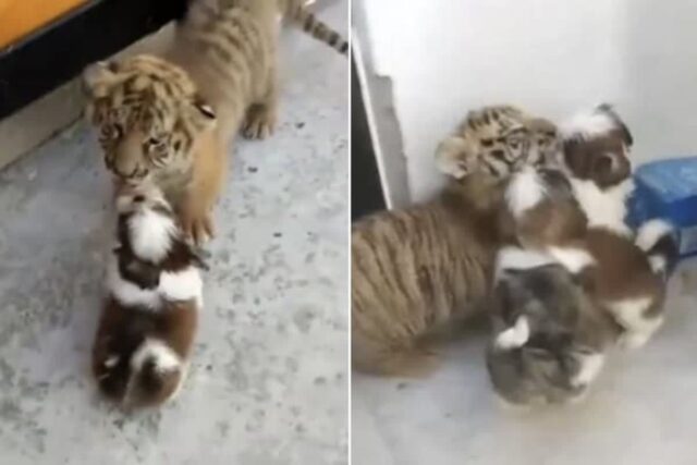 겁도 없이 우르르 몰려와서 같이 놀자고 떼쓰는 강아지들 행동에 당황한 아기 호랑이