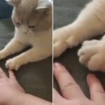 고양이 보는 앞에서 주먹 쥐고 있던 한쪽 손 쫙 펼쳐 보였더니 잠시후 벌어진 일