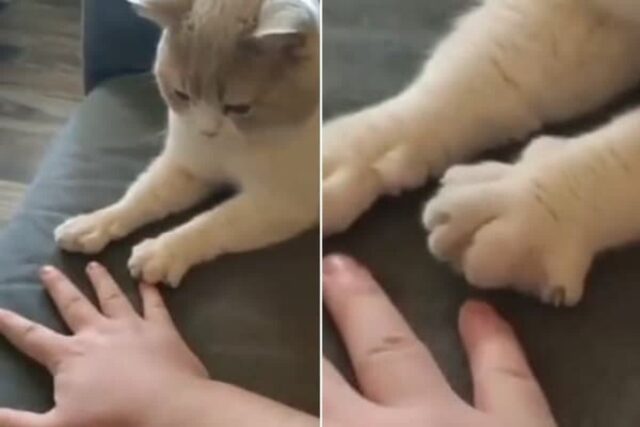 고양이 보는 앞에서 주먹 쥐고 있던 한쪽 손 쫙 펼쳐 보였더니 잠시후 벌어진 일