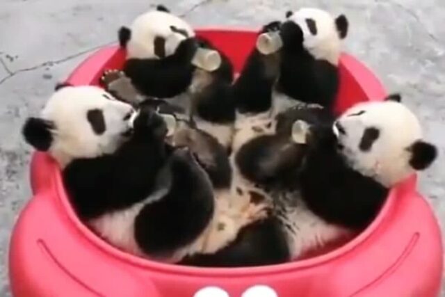 각자 우유병 하나씩 붙잡고 통안에 들어가서 사이좋게 먹방하는 중인 아기 판다들