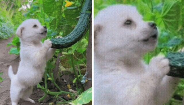 오이밭에 일하러 온 할머니 걱정돼 지켜주겠다며 따라 왔던 ‘강아지의 숨겨진 꼼수’