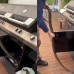 야외 바비큐 기계에 들어가 숨어버린 뱀….’고기 기다리는 중’